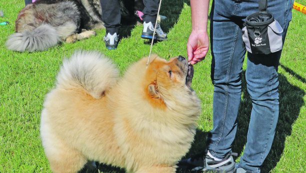 VODI POREKLO S KINESKOG DVORA Čau-čau je izuzetno veran pas