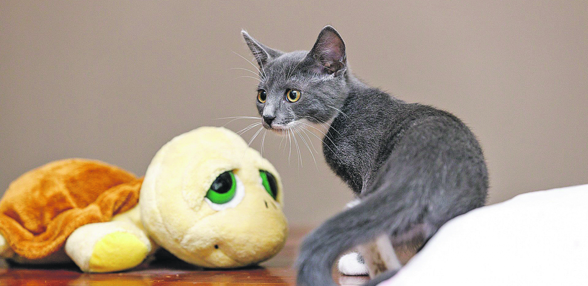 UDOMI ME Blu i Paša čekaju na vas