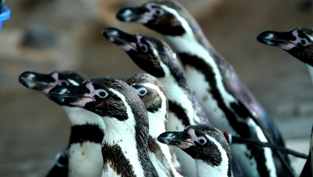 MIGRACIJA Aleksandar Šapić najavio preseljenje Zoološkog vrta sa Kalemegdana na deo Ade Ciganlije: Pingvini na safari, Kališ u Unesko!