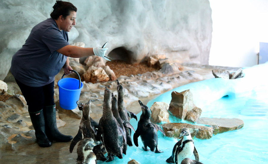 ROĐENDAN Alo! u poseti beogradskom zoološkom vrtu: Muja najstariji aligator na planeti