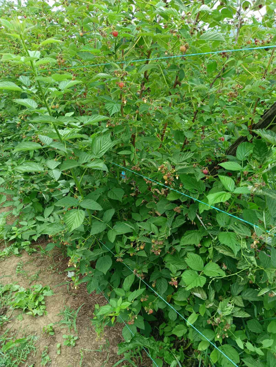 LOPOVI HARAJU MALINJACIMA Za par sati odnesu i preko 1.000 evra iz rudnika crvenog zlata (FOTO)