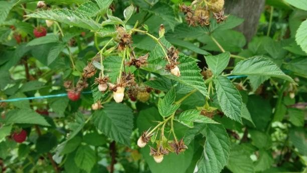 LOPOVI HARAJU MALINJACIMA Za par sati odnesu i preko 1.000 evra iz rudnika crvenog zlata (FOTO)