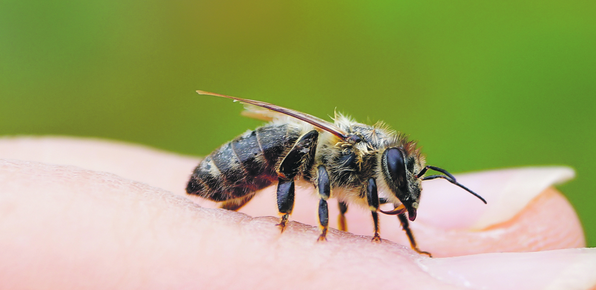 AKO VAS UJEDE PČELA ILI OSA ODMAH URADITE OVO Može vam spasiti život u par sekundi