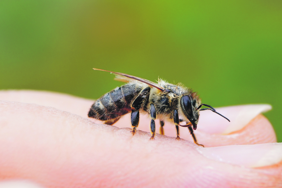 INTERNETOM SE ŠIRI GENIJALAN SAVET Ljudi u dvorište stavljaju kašiku šećera, a razlog će vas oduševiti