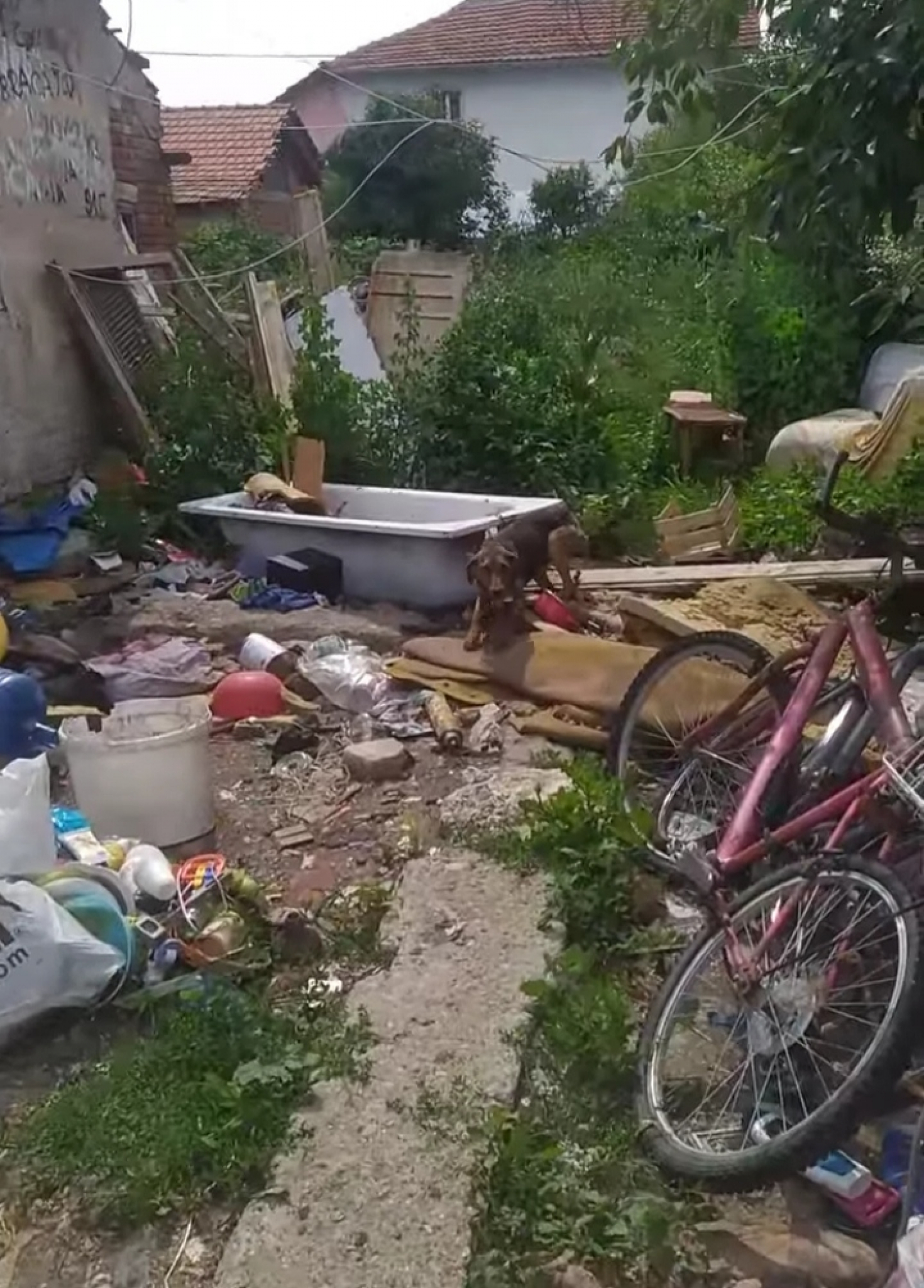 HOROR BEZ KAZNE! Majka i sin godinama sakupljaju pse po Zaječaru, a onda ih muče kao u logoru (FOTO)