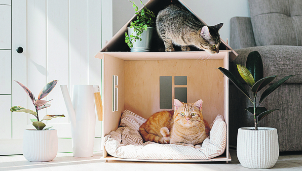 AKO NISTE ZNALI Ove mace su idealne za vaš dom