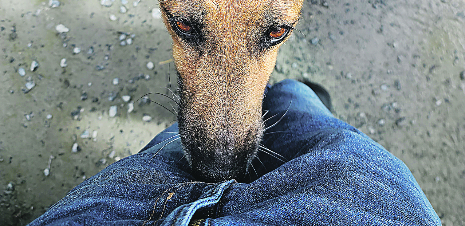 AKO NISTE ZNALI Evo zašto vam pas njuši međunožje