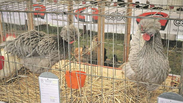 VEOMA INTERESANTNO Somborska kaporka pre svega osvaja uzgajivače ukrasne živine