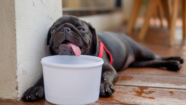 Reagujte na vreme: Ovo su simptomi toplotnog udara i sunčanice kod pasa