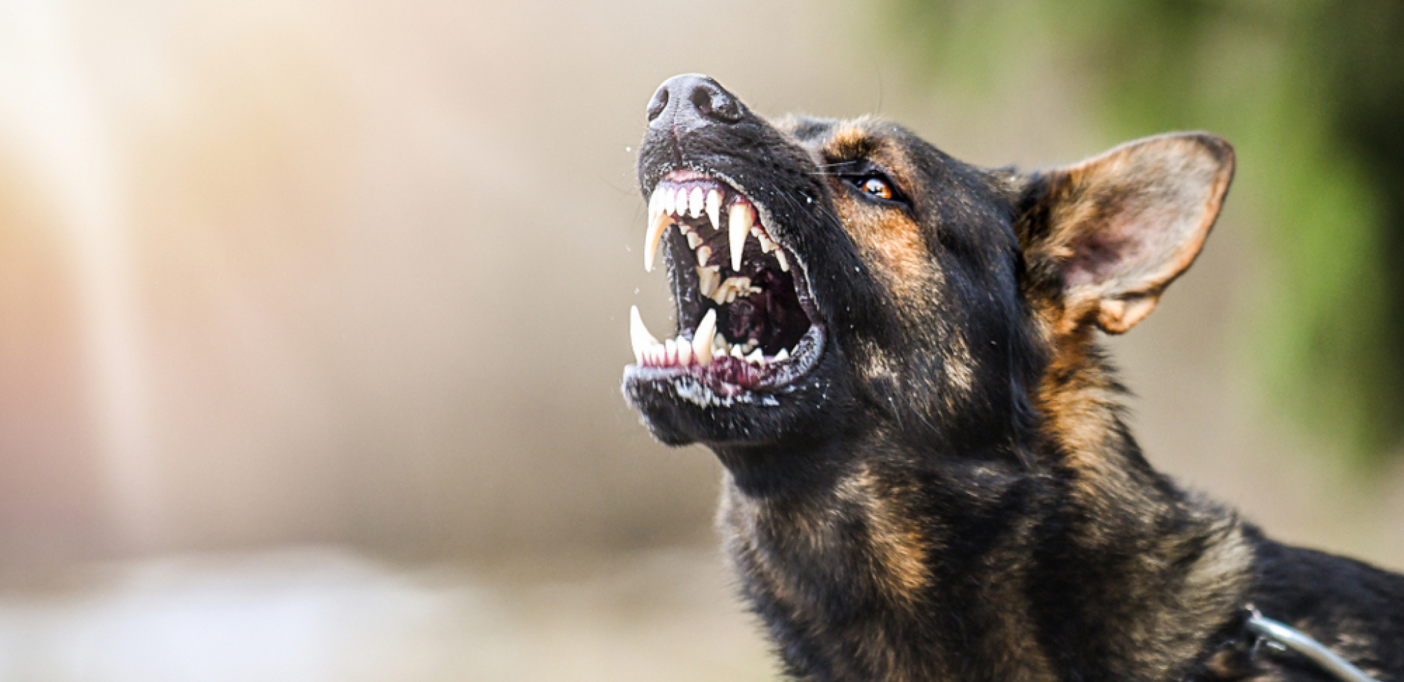 VUČJAK IZUJEDAO DETE Zastrašujući napad psa u Rakovici