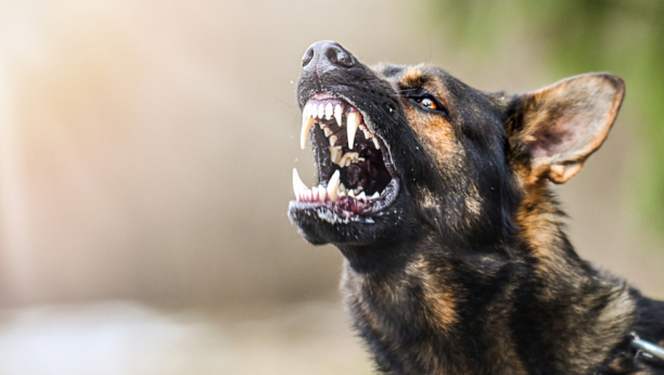 VUČJAK IZUJEDAO DETE Zastrašujući napad psa u Rakovici
