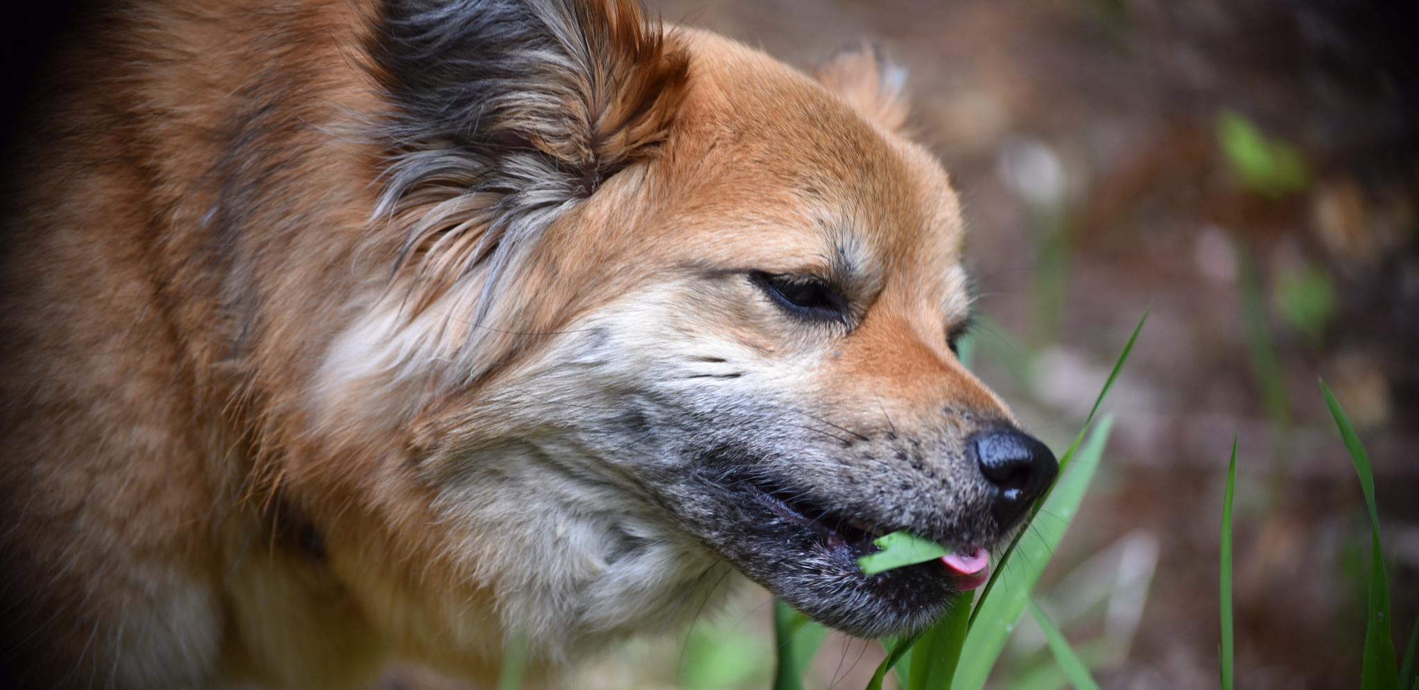 NE TREBA DA IH MAZITE Veterinari ukazali na opasnosti, ovi psi su puni parazita i crva