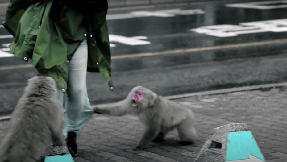 ČUDO NEVIĐENO - POLICIJA ZARATILA SA MAJMUNIMA! Japanski plavci muku muče sa raspomamljenim primatima
