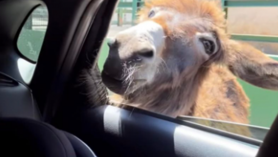 Tamara Dragičević uslikala hit slikuTamara Dragičević uslikala hit sliku