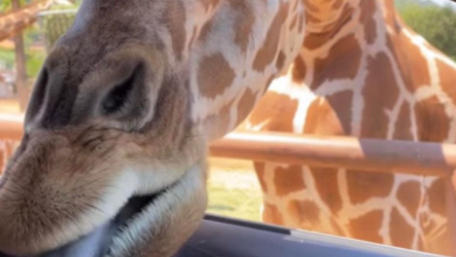 Tamara Dragičević uslikala hit sliku