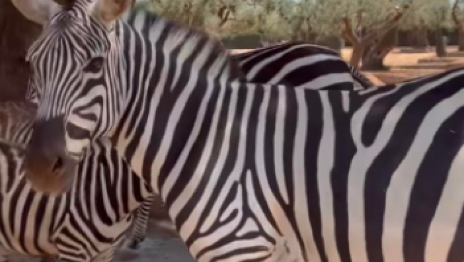 Tamara Dragičević uslikala hit sliku