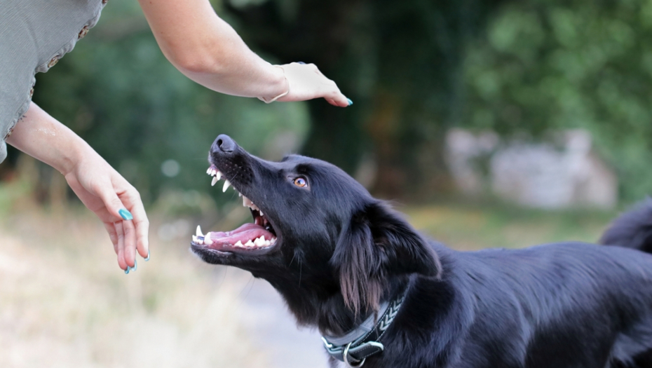 Dobro je da znate: Šta da radite u slučaju da vas pas napadne?