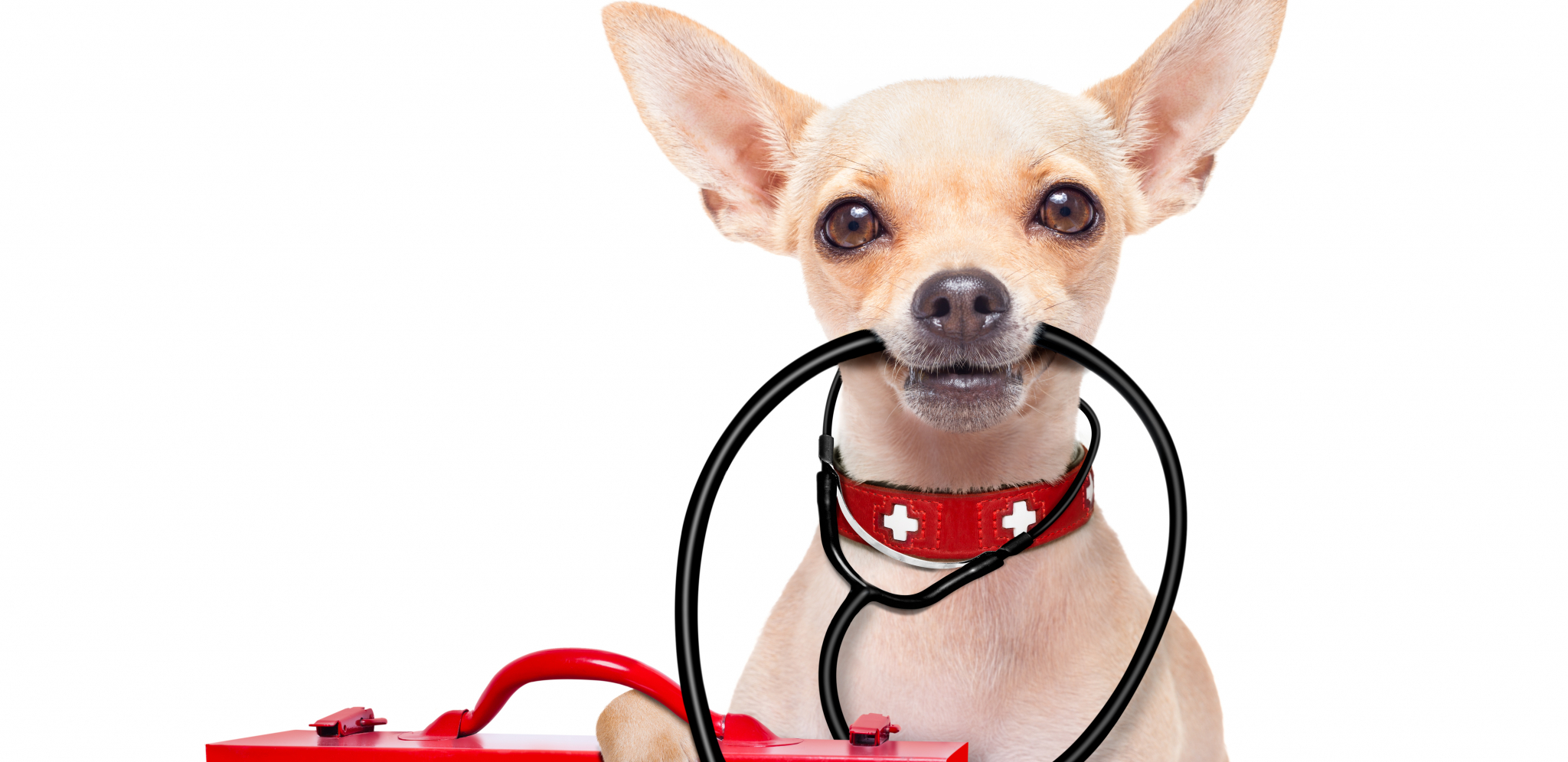 AKO NISTE ZNALI Ovo je alarm za posetu veterinaru