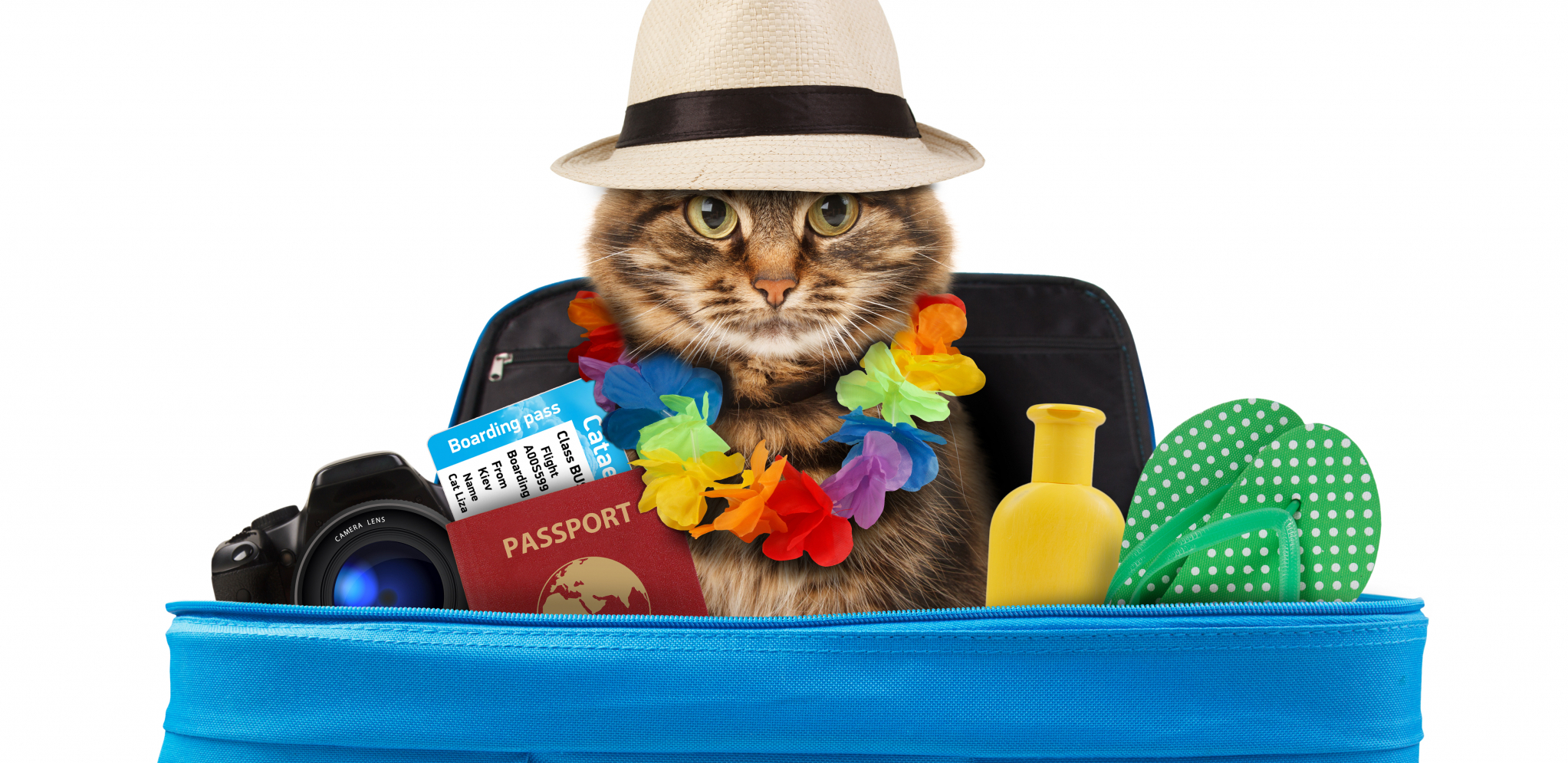 PROMENA SREDINE Saveti kako da isplanirate godišnji odmor s kućnim ljubimcem