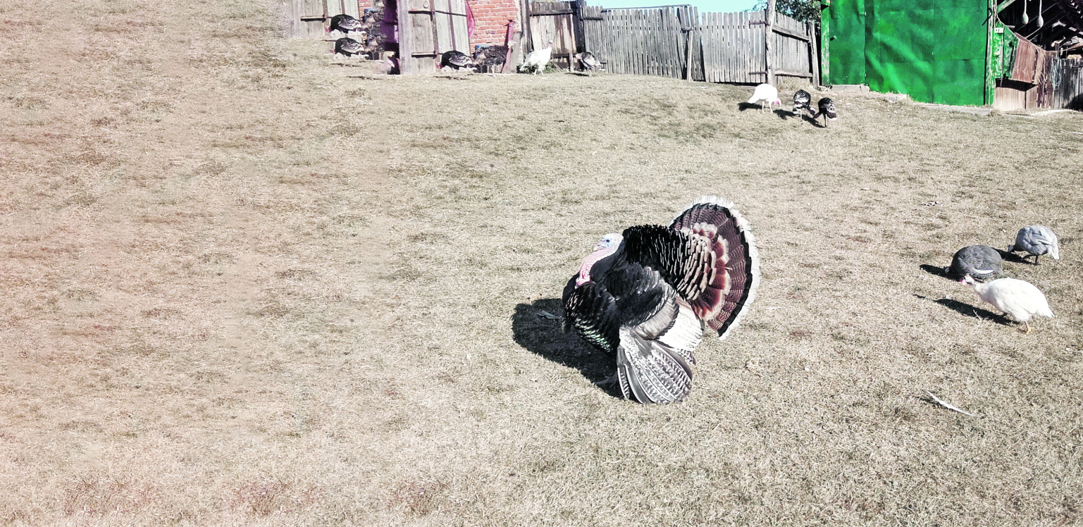 UVEK JE INTERESANTNO Evo zašto se ovaj ćuran šepuri