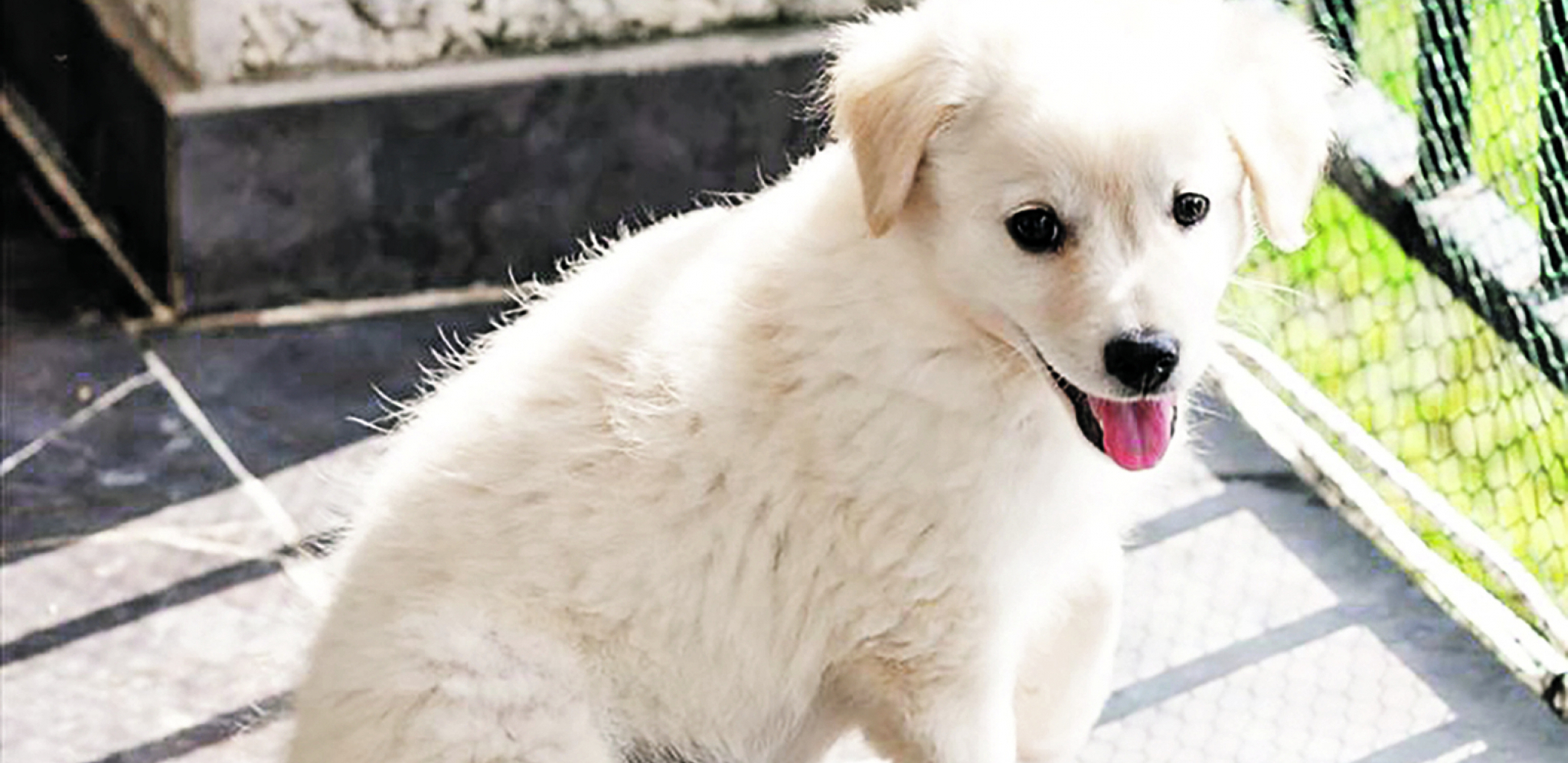 UDOMI ME: Panda i Manda čekaju baš vas