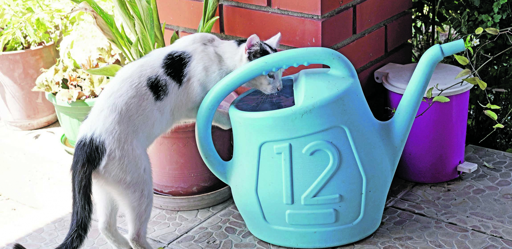 MAČKE KAO I LJUDI NE PODNOSE VRUĆINU Zbog toga im je uvek potrebno mnogo vode