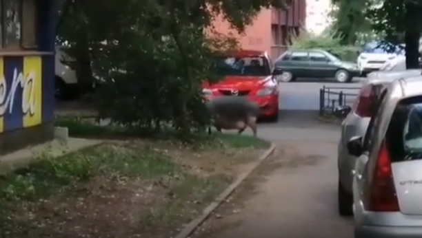 NEZAPAMĆEN PRIZOR NA NOVOM BEOGRADU Ogromna svinja prošetala između solitera, reakcija prolaznice će vas  šokirati (VIDEO)