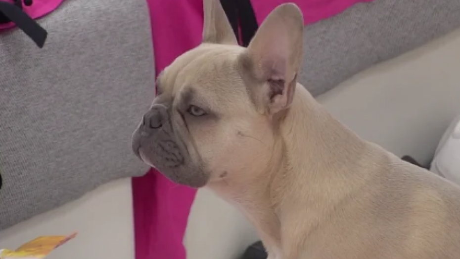 Stan Stanije Dobrojević