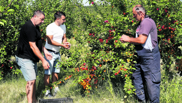 UPORNI I VREDNI Lipovac - ponos sela Baničina kod Smederevske Palanke: Zemljoradnička zadruga preživela tranziciju