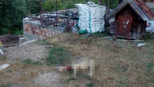 HOROR KOD PRIJEPOLJA Psi lutalice upadaju na imanja i kolju stoku, Draganu je nastradalo preko 20 grla (FOTO)