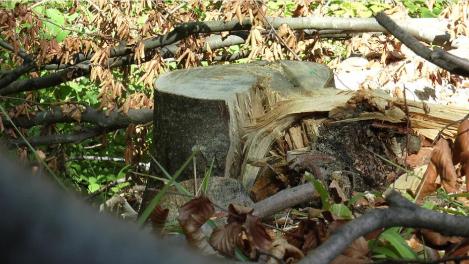 SEKAO DRVA PA ZAVRŠIO NA INTENZIVNOJ NEZI Ivanjičanin zadobio višestruke prelome na telu