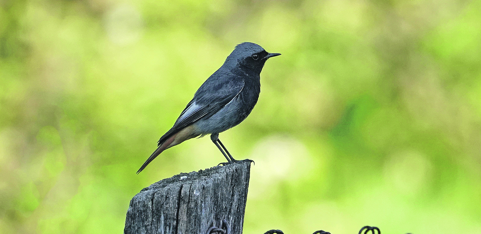 MALA PTICA TRKAČICA, CRNA CRVENREPKA Planinske kamenjare, klisure i litice sve više zamenjuje naseljenim mestima