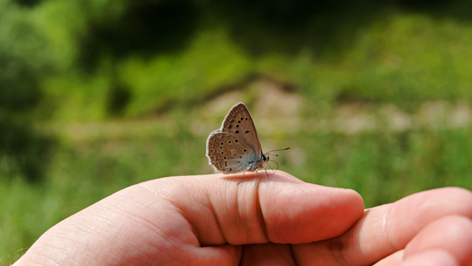 ALO! VIC DANA Šta postane gusenica iz Leskovca?