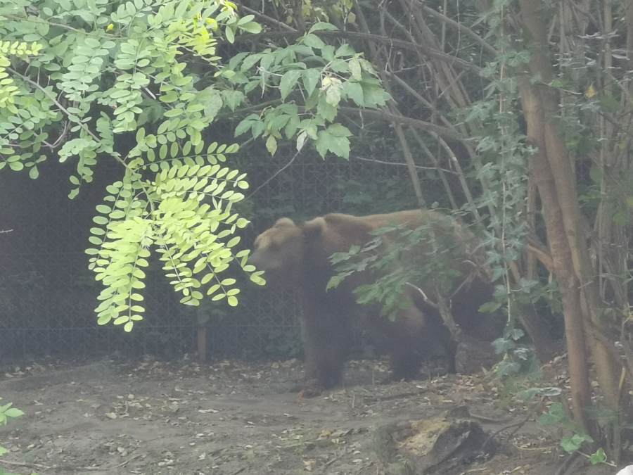 AKO IH VIDITE, NE PANIČITE! Radun i Mališa su novi stanovnici na planini Golija, pomno se prati njihovo kretanje
