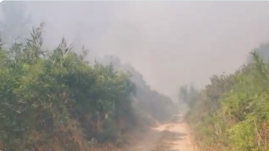 VELIKI POŽAR U NOVOM SADU Vatrena stihija u blizini rafinerije (VIDEO)