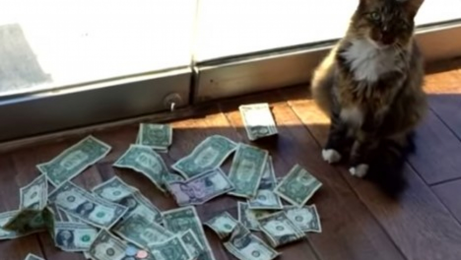 VOLI GOTOVINU Mačak je svaki dan donosio mnogo novca, kad su postavili kameru, zaprepanjili su se