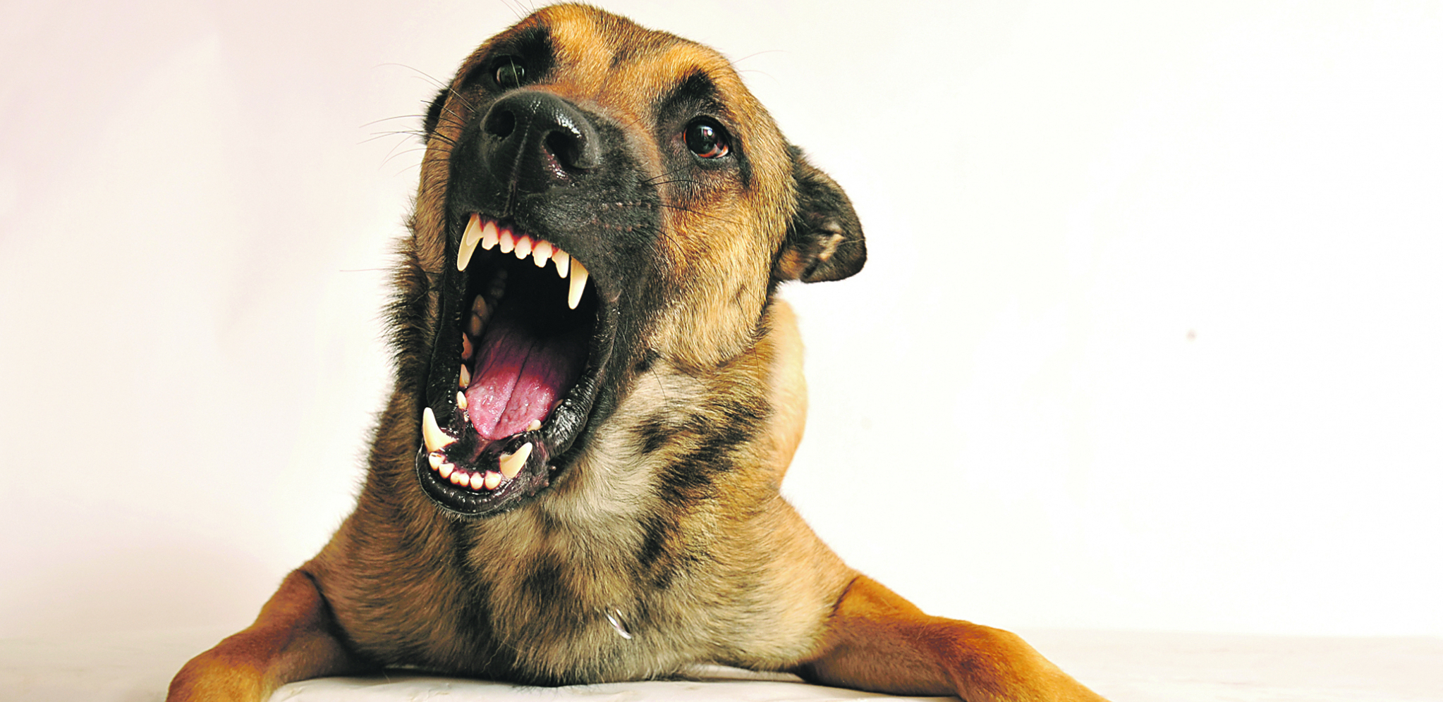 Zaštitite se: Šta da radite kad naiđete na agresivnog psa?