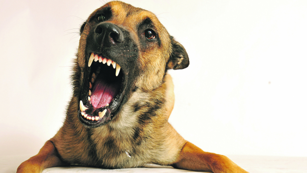 Zaštitite se: Šta da radite kad naiđete na agresivnog psa?