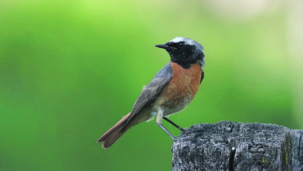 KONCERT U PRIRODI Muzika za uši i dušu