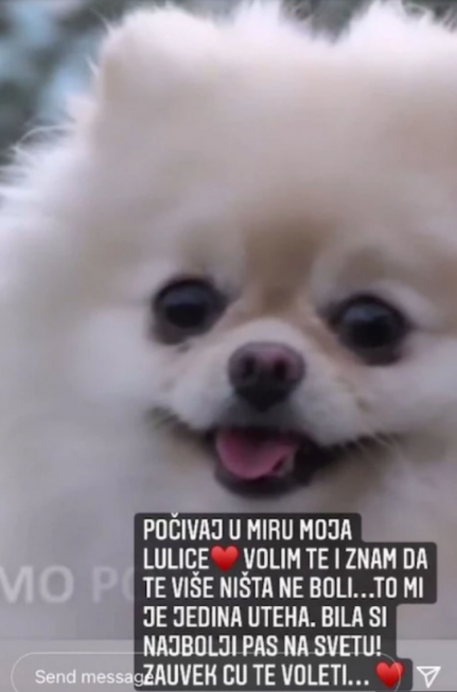 200.000 DINARA ZA JEDNOG PSA Ovo su kućni ljubimci naših zvezda i koštaju pravo bogatstvo