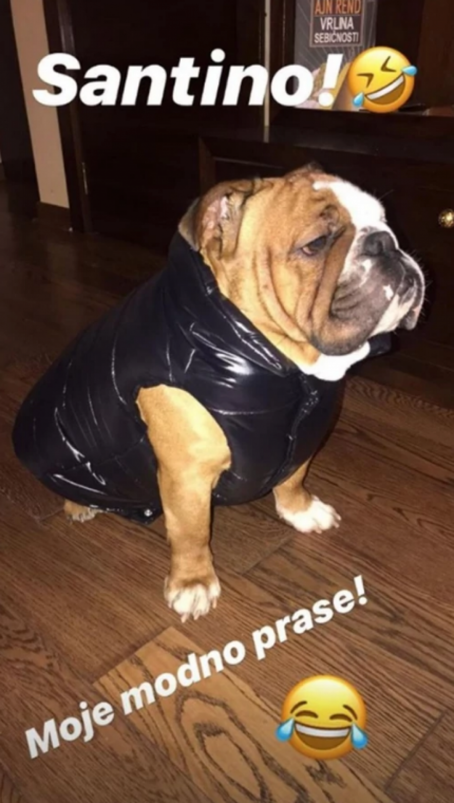 200.000 DINARA ZA JEDNOG PSA Ovo su kućni ljubimci naših zvezda i koštaju pravo bogatstvo