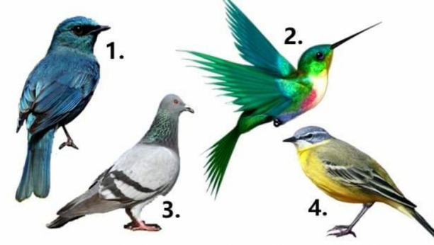 KAKVO IZNENAĐENJE TI ŽIVOT DONOSI Izaberi jednu ptičicu i saznaj da li su bitne promene na pomolu