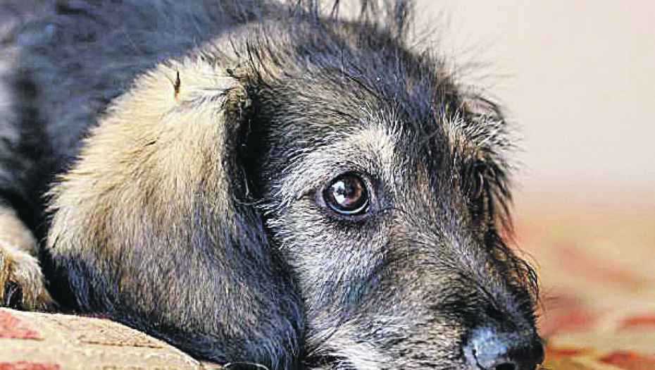 ŽENA NA SAMRTI POVERILA PSA KOMŠIJI UZ VELIKU SVOTU NOVCA Ono što je on uradio će vas RAZBESNETI (FOTO)