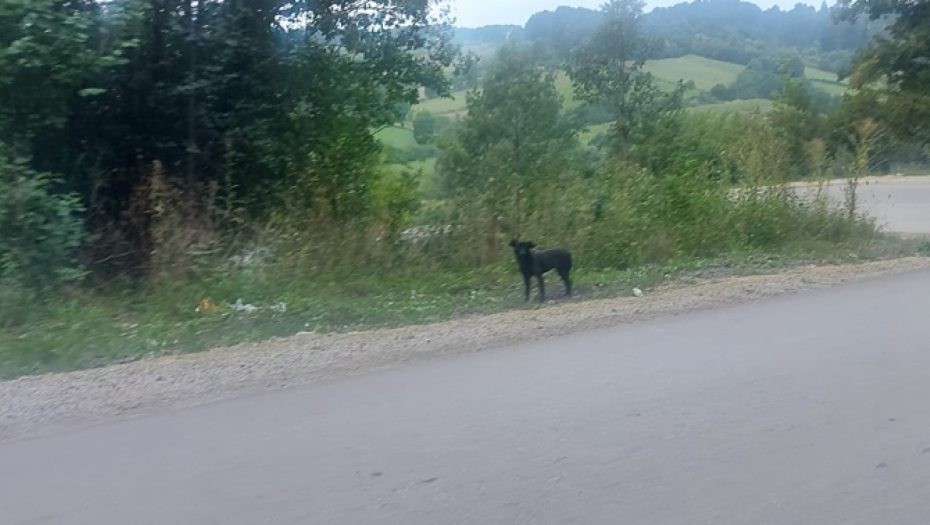 DA SE NAJEŽIŠ! PAS MESEC DANA STOJI NA ISTOM MESTU  I ČEKA VLASNIKA  Priča uz Gornjeg Milanovca će vas rasplakati (FOTO)