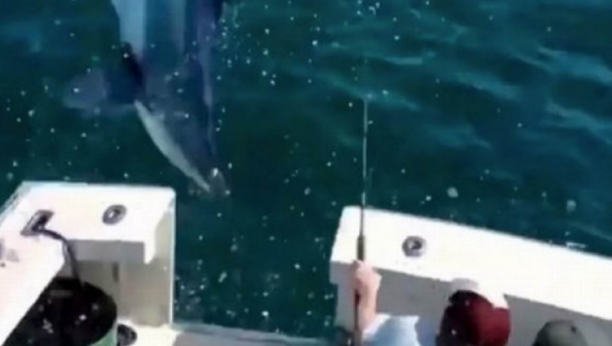 ZASTRAŠUJUĆI SNIMAK AJKULE U VAZDUŠNOM NAPADU! Uživali na čamcu, a onda je iz vode iskočila zver (VIDEO)