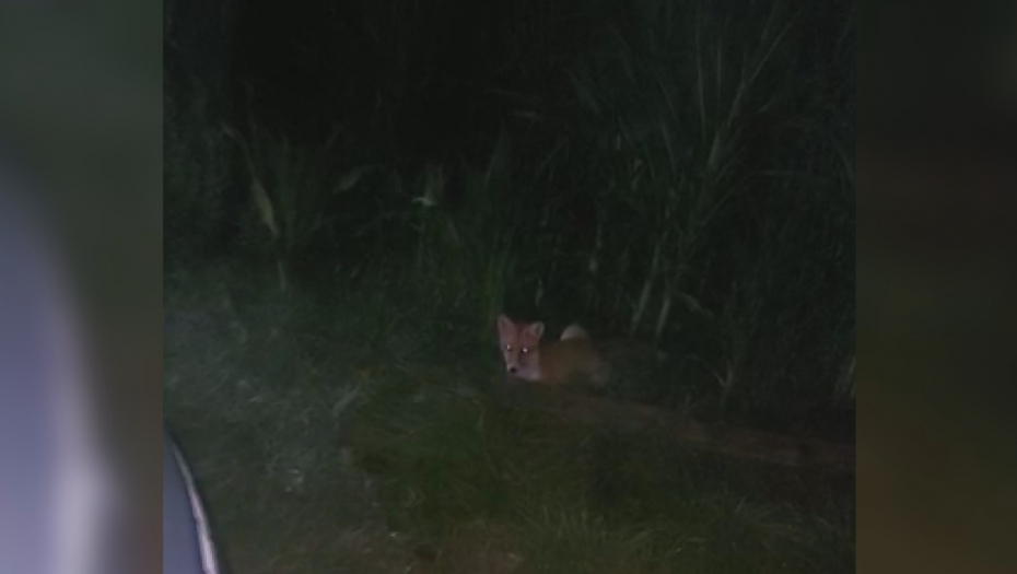 LISICA JE STAJALA PORED MENE I GLEDALA ME U OČI Pogledajte jezivi snimak nesvakidašnjeg susreta kod Gornjeg Milanovca  (VIDEO)