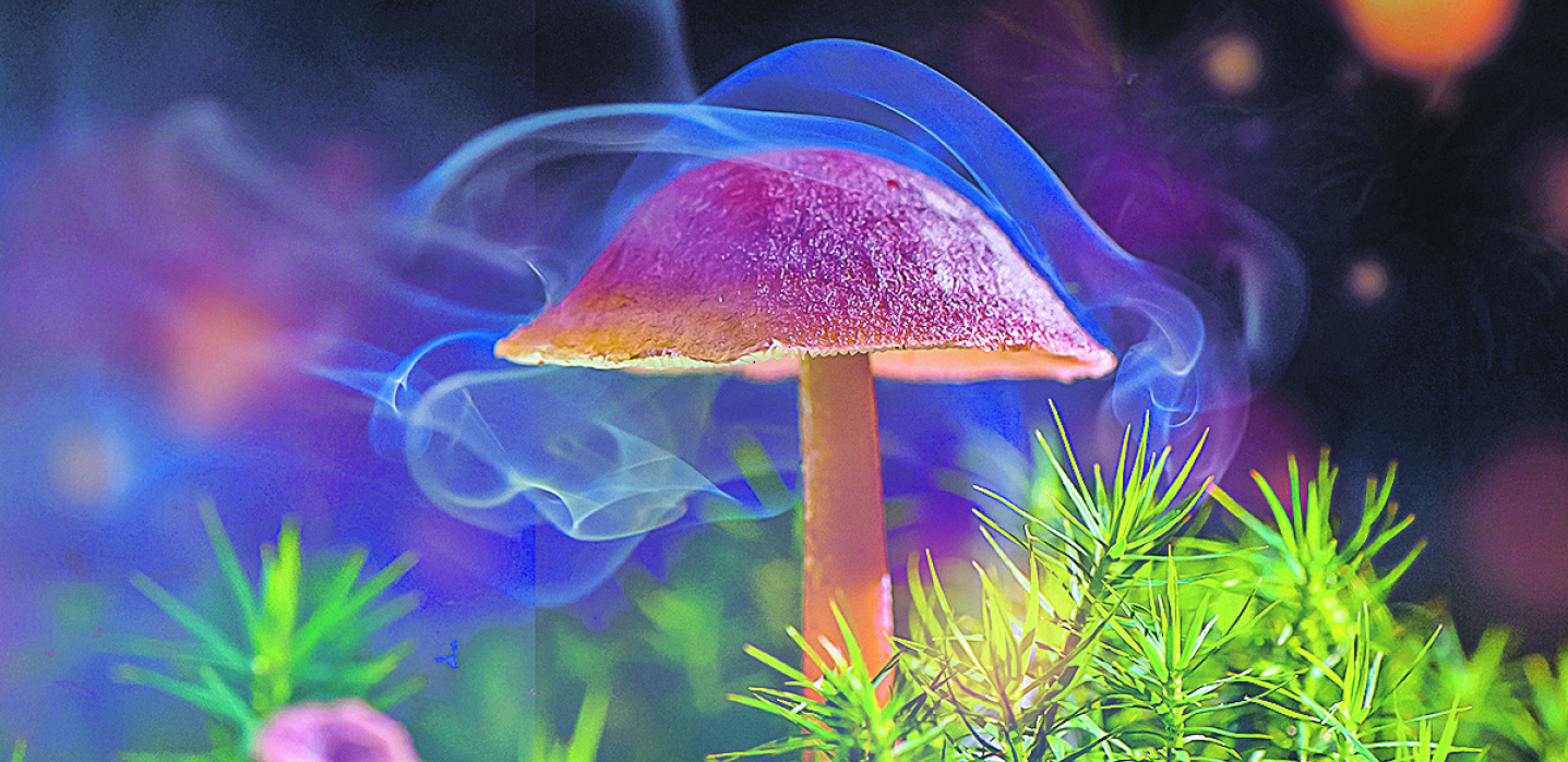 MAGIČNE PEČURKE LEČE ALKOHOLIZAM Šokantno otkriće američkih naučnika