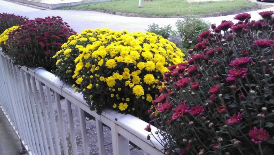 CVETAJU DO PRVIH SNEGOVA Ove biljke su idealne za jesenji period