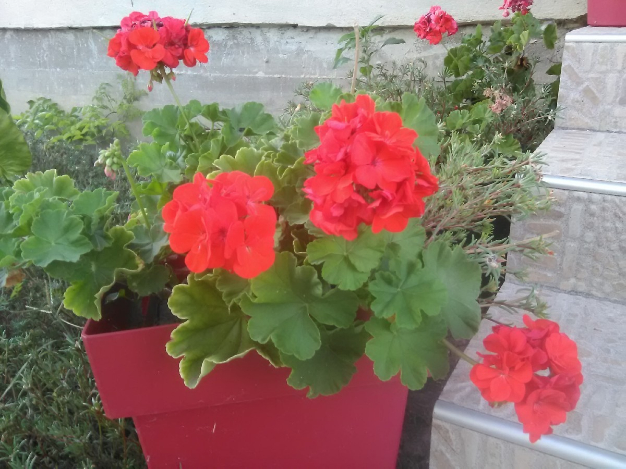 CVETAJU DO PRVIH SNEGOVA Ove biljke su idealne za jesenji period