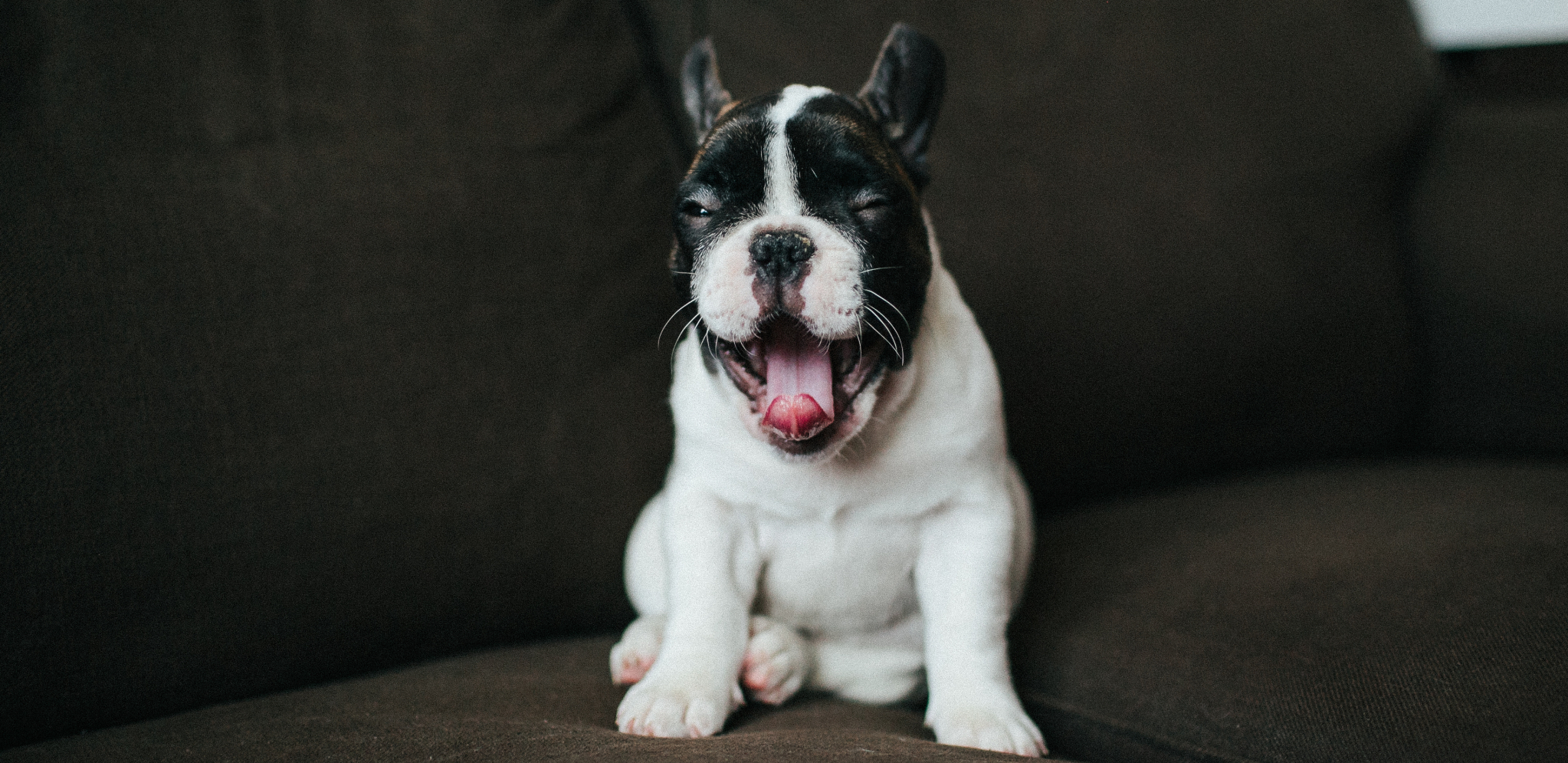 PAMETAN PAS Ljubimac ima svoje načine kojima pokazuje da li je sve u redu
